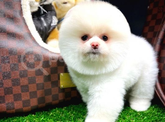 Ayı Surat Pomeranian Boo Yavrularımız görsel