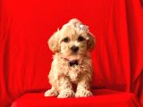 Orji̇nal Malti̇po Yavrular