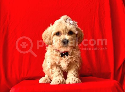 Orji̇nal Malti̇po Yavrular görsel
