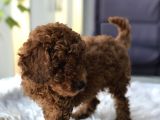 Safkan Red Brown Toy Poodle Yavrular
