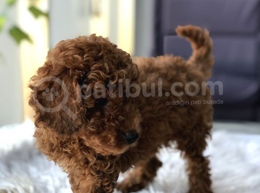 Safkan Red Brown Toy Poodle Yavrular görsel