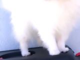 Kaliteli Kürklü Beyaz Pomeranian Yavrular
