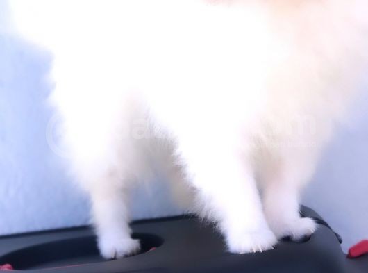 Kaliteli Kürklü Beyaz Pomeranian Yavrular görsel