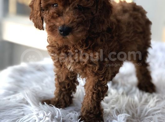 Safkan Red Brown Toy Poodle Yavrular görsel