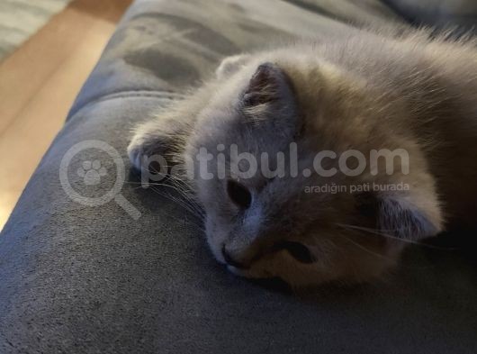 3 Aylık Erkek Blue Point Aci̇l görsel
