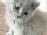 3 Aylık Erkek Blue Point Aci̇l