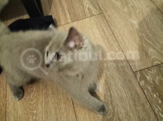 3 Aylık Erkek Blue Point Aci̇l görsel
