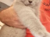 3 Aylık Erkek Blue Point Aci̇l