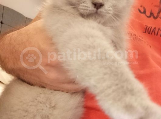 3 Aylık Erkek Blue Point Aci̇l görsel