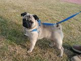 1 Yaşında Erkek Pug
