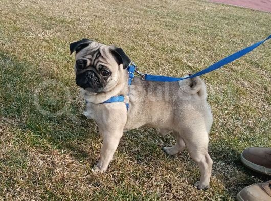 1 Yaşında Erkek Pug