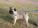1 Yaşında Erkek Pug