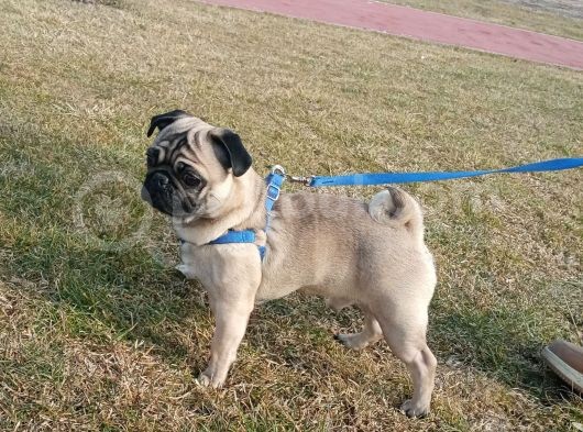 1 Yaşında Erkek Pug görsel