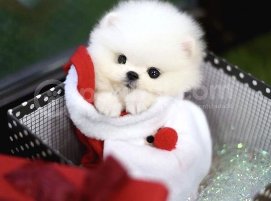 Ayı Surat Pomeranian Boo Yavrularımız görsel