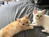 Bir Dişi Bir Erke İç Dış Parazit Ve Karma aşıları Dahi Yapıldı