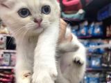 Bir Dişi Bir Erke İç Dış Parazit Ve Karma Aşıları Dahi Yapıldı