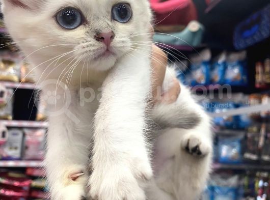 Bir Dişi Bir Erke İç Dış Parazit Ve Karma Aşıları Dahi Yapıldı görsel