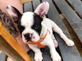 3 Buçuk Aylık Erkek French Bulldog