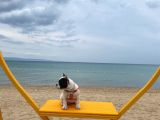 3 Buçuk Aylık Erkek French Bulldog