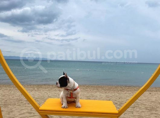 3 Buçuk Aylık Erkek French Bulldog