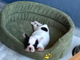 3 Buçuk Aylık Erkek French Bulldog
