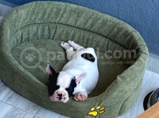 3 Buçuk Aylık Erkek French Bulldog görsel