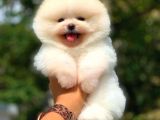 Ayı Surat Pomeranian Boo Yavrularımız
