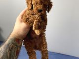 Sevimli Red Toy Poodle Dişi Ve Erkek Yavrularımız