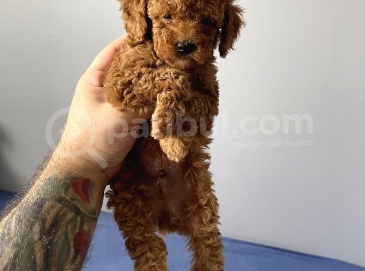 Sevimli Red Toy Poodle Dişi Ve Erkek Yavrularımız görsel