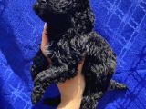 Dark Black Toypoodle Bebi̇şi̇mi̇z