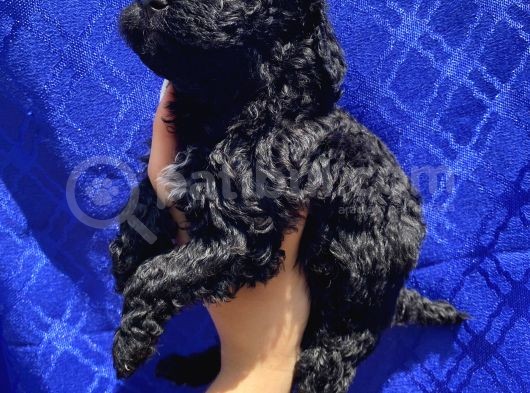 Dark Black Toypoodle Bebi̇şi̇mi̇z görsel