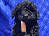 Dark Black Toypoodle Bebi̇şi̇mi̇z