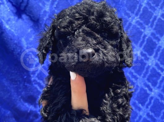Dark Black Toypoodle Bebi̇şi̇mi̇z görsel
