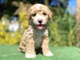 Nadi̇r Renk Bi̇ Colour Poodle Yavrumuz