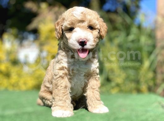 Nadi̇r Renk Bi̇ Colour Poodle Yavrumuz görsel