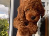 Ev Doğumlu Toypoodle Yavrular