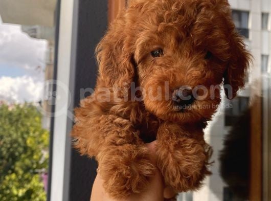 Ev Doğumlu Toypoodle Yavrular görsel