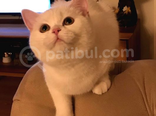 Beyaz British Longhair görsel