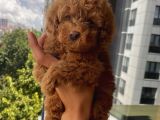 Mükemmel Toypoodle Bebişlerr