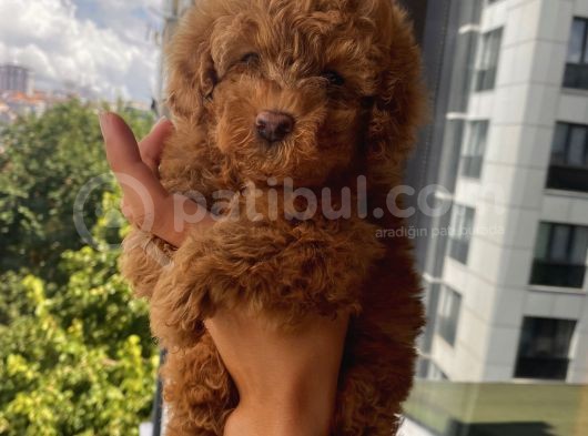 Mükemmel Toypoodle Bebişlerr görsel