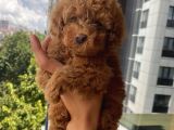 Ev Doğumlu Toypoodle Yavrular