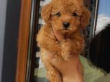 Mükemmel Toypoodle Bebişlerr