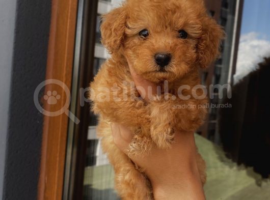 Mükemmel Toypoodle Bebişlerr görsel