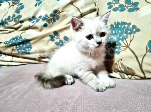 3 Aylık Yavru Scotish görsel