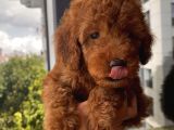 Ev Doğumlu Toypoodle Yavrular