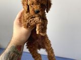 Sevimli Red Toy Poodle Dişi Ve Erkek Yavrularımız