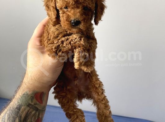 Sevimli Red Toy Poodle Dişi Ve Erkek Yavrularımız görsel