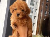 Ev Doğumlu Toypoodle Yavrular