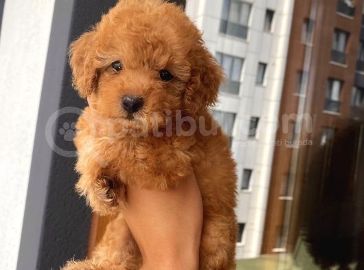 Ev Doğumlu Toypoodle Yavrular görsel