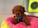 Safkan Poodle Yavrular